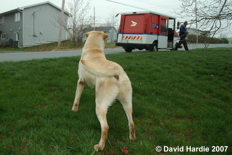 maxwell_DSC_6832 - thinking about causing trouble.jpg